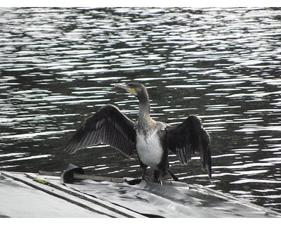 thumbnail Our resident cormorant